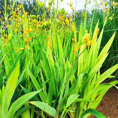相關(guān)植物-射干