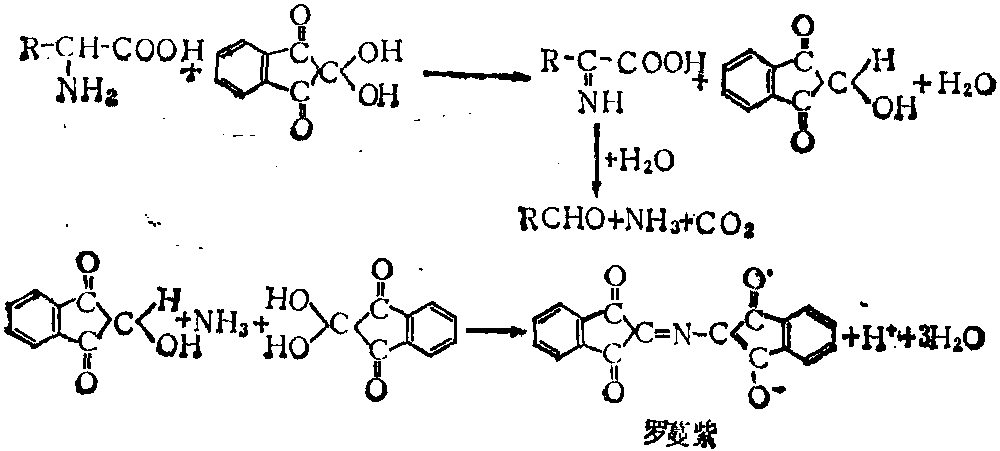 茚三酮反應生成羅蔓紫色