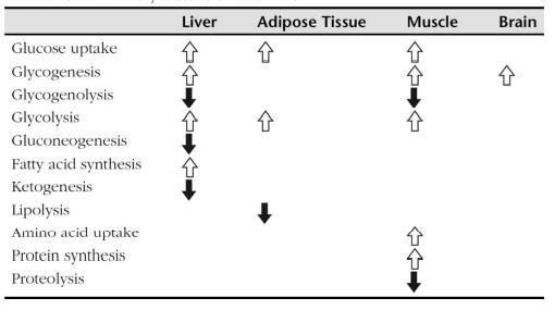 Biological functions of insulin Biological functions of insulin