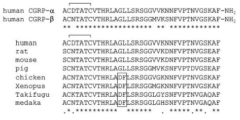 BETA-CGRP, HUMAN BETA-CGRP, HUMAN