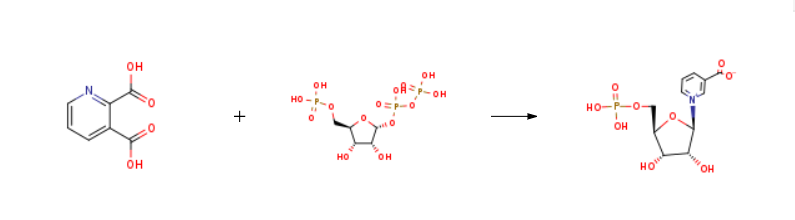 Nicotinic acid mononucleotide synthesis Nicotinic acid mononucleotide synthesis