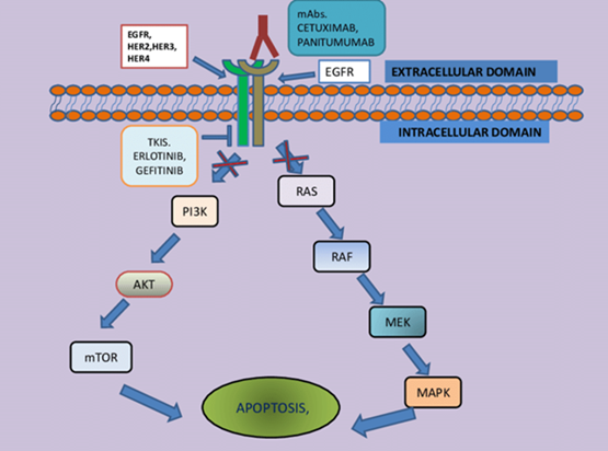 Mechanism of action of EGFR inhibitors
