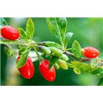 Barbury Wolfberry fruit P.E.