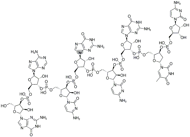 GACGCGTC, 5'-NON-PHOSPHORYLATED