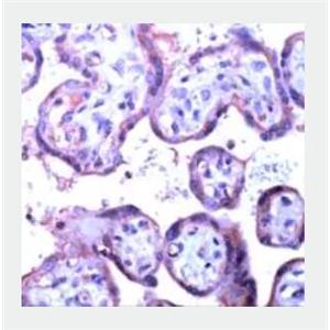 ANTI-VEGF-C POLYCLONAL ANTIBODY