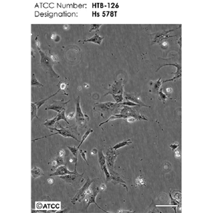 PANC-1-e/GFP/LUC-Puro人胰腺癌細胞-綠色熒光蛋白-熒光素酶標記