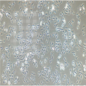 小鼠雜交瘤細胞抗CD235.1