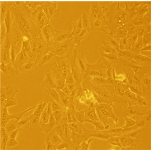 小鼠紅白血病細胞MEL（MEL-745A cl. DS19）
