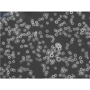 TK+/- (clone 3.7.2C) Cell小鼠淋巴瘤懸浮細(xì)胞