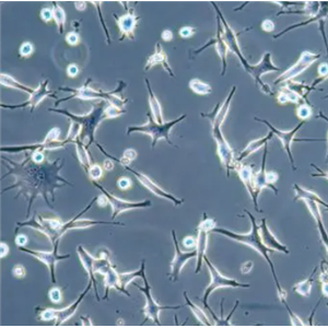 Mortierella Schmuckeri